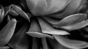 close up of the leaves of a plant