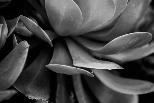 close up of the leaves of a plant