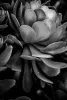 plant leaves